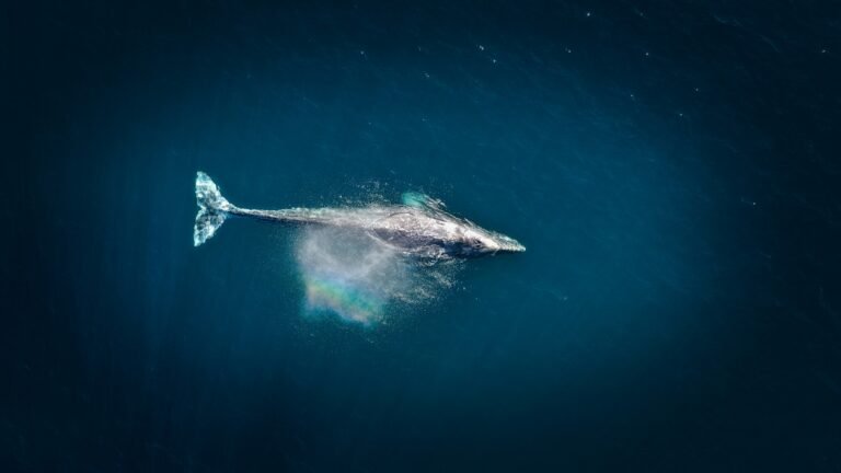 Mariana Trench Sound Discovery Uncovered